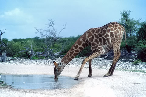 https://www.transafrika.org/media/Bilder Namibia/giraffe afrika.jpg